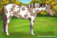Horse Color:White Spotted Classic Champagne Appaloosa 