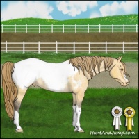 Horse Color:Buckskin Dun Appaloosa 