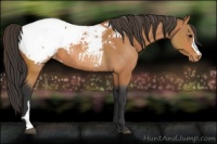 Horse Color:Bay Snowcap Rabicano 
