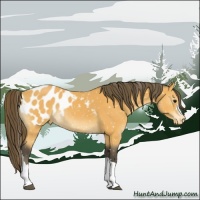 Horse Color:Buckskin Appaloosa Rabicano