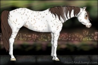 Horse Color:Bay Dun Near Leopard 