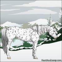 Horse Color:Black Appaloosa 
