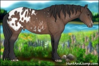 Horse Color:Brown Appaloosa