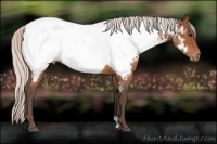 Horse Color:Silver Bay Roan Near Fewspot 