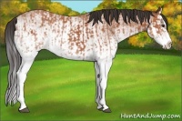 Horse Color:White Spotted Bay Splash  and White Spotted Bay Splash 