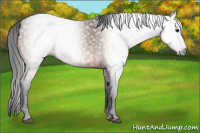 Horse Color:Gray Bay 