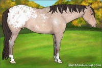 Horse Color:Sable Champagne Roan Appaloosa 