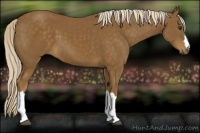 Horse Color:Chocolate Palomino 