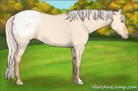 Horse Color:Silver Amber Champagne Dun Appaloosa 