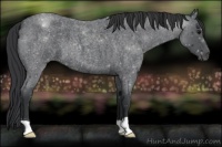 Horse Color:Blue Roan
