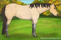 Horse Color:Buckskin Roan
