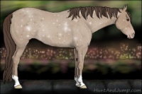 Horse Color:Classic Champagne