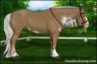 Horse Color:Silver Smoky Black Sabino Splash 