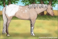 Horse Color:Silver Bay Dun Appaloosa 