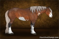 Horse Color:Silver Buckskin Sabino 