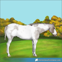 Horse Color:Silver Blue Roan Tobiano Frame 