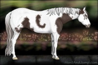 Horse Color:Liver Chestnut Splash Tobiano Frame 