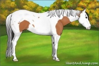Horse Color:Bay Splash Tobiano