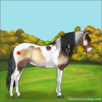 Horse Color:Bay Onyx Tobiano 