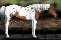 Horse Color:Bay Tobiano Blanket
