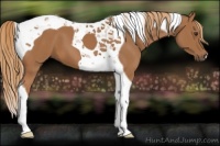 Horse Color:Chestnut Tobiano