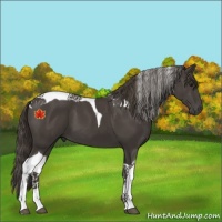 Horse Color:Smoky Black Tobiano 
