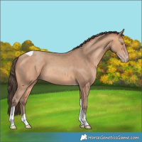Horse Color:Amber Champagne Tobiano Rabicano 