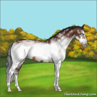 Horse Color:White Spotted Bay Splash Frame Rabicano 