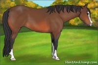 Horse Color:Bay Sabino 