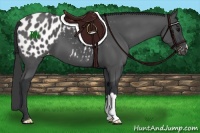 Horse Color:Black Appaloosa 