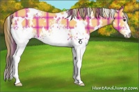 Horse Color:Plaid White Spotted Buckskin