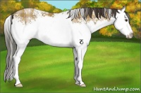 Horse Color:Plaid White Spotted Classic Champagne Splash