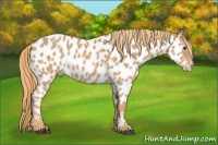Horse Color:Red Roan Appaloosa 