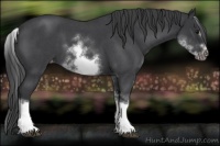 Horse Color:White Spotted Blue Roan Splash Frame Appaloosa 