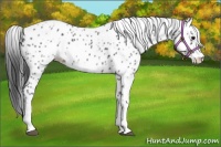 Horse Color:White Spotted Blue Roan Splash Frame Appaloosa 
