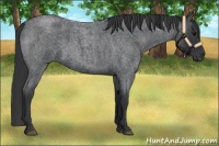 Horse Color:Blue Roan  and Blue Roan 