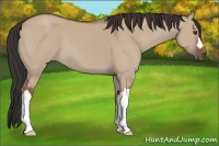 Horse Color:Bay Dun