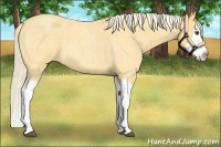 Horse Color:Palomino Roan Splash