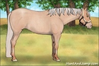 Horse Color:Silver Amber Champagne Roan Frame 