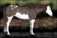 Horse Color:Liver Chestnut Sabino Splash Appaloosa Rabicano