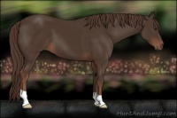 Horse Color:Liver Chestnut 
