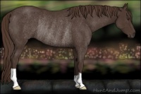 Horse Color:Liver Chestnut Rabicano 