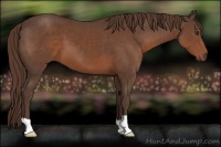 Horse Color:Liver Chestnut 