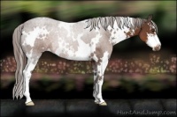 Horse Color:White Spotted Liver Chestnut Sabino 