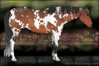 Horse Color:White Spotted Bay 
