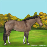 Horse Color:Brown Dun 