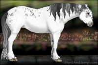 Horse Color:White Spotted Blue Roan Splash Frame Appaloosa 