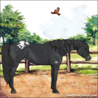 Horse Color:Black Appaloosa 
