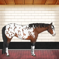 Horse Color:Brown Sabino Splash Near Leopard 