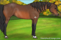 Horse Color:Bay Rabicano 